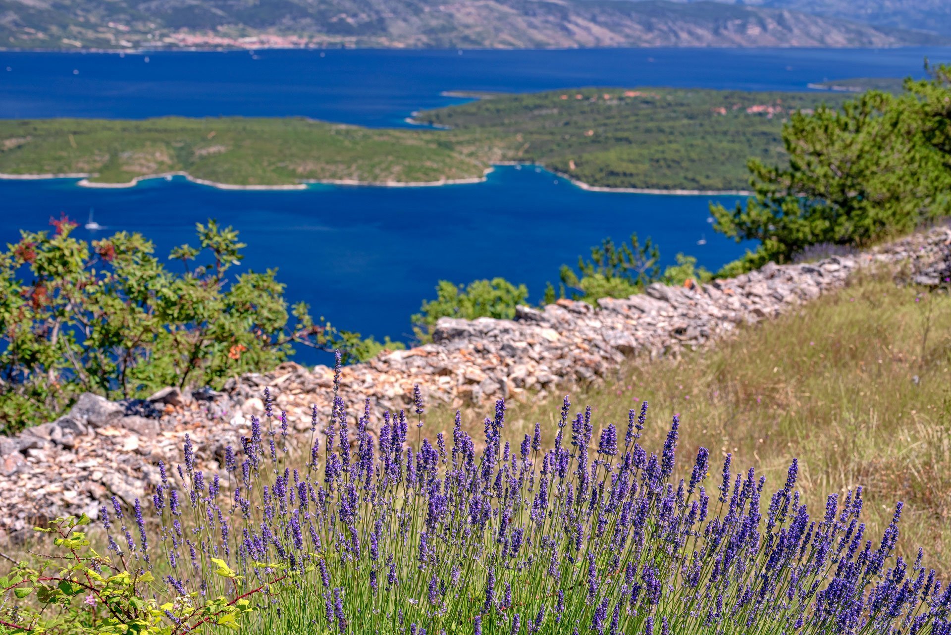 turquoise sea and lavender