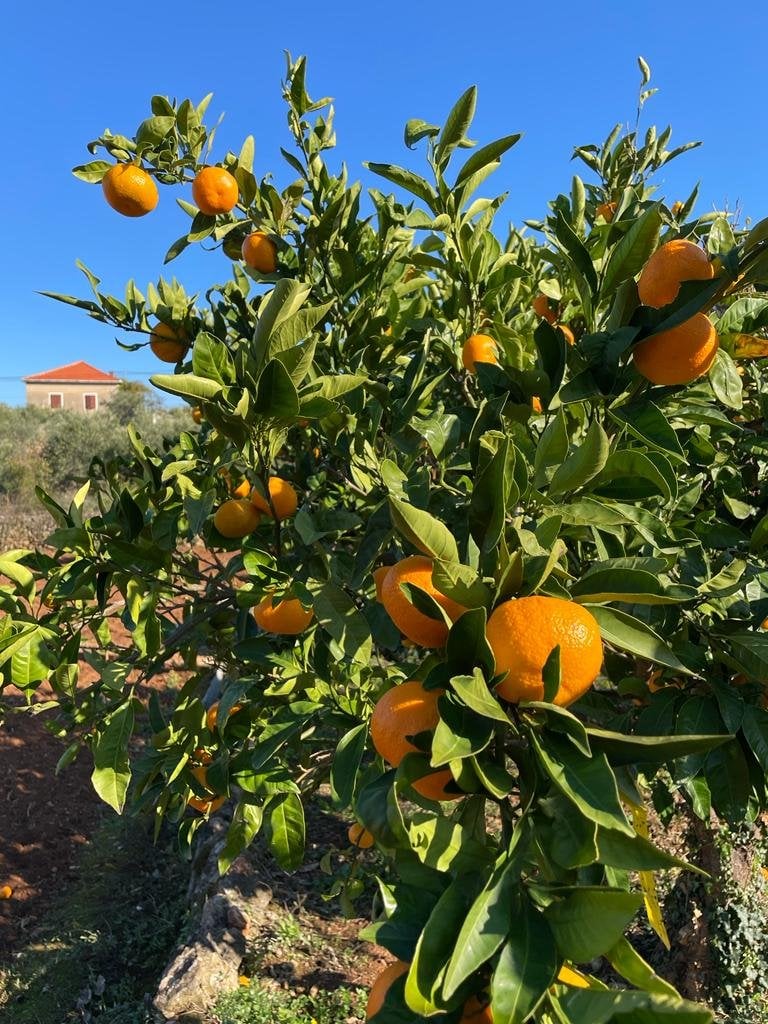 oranges hvar