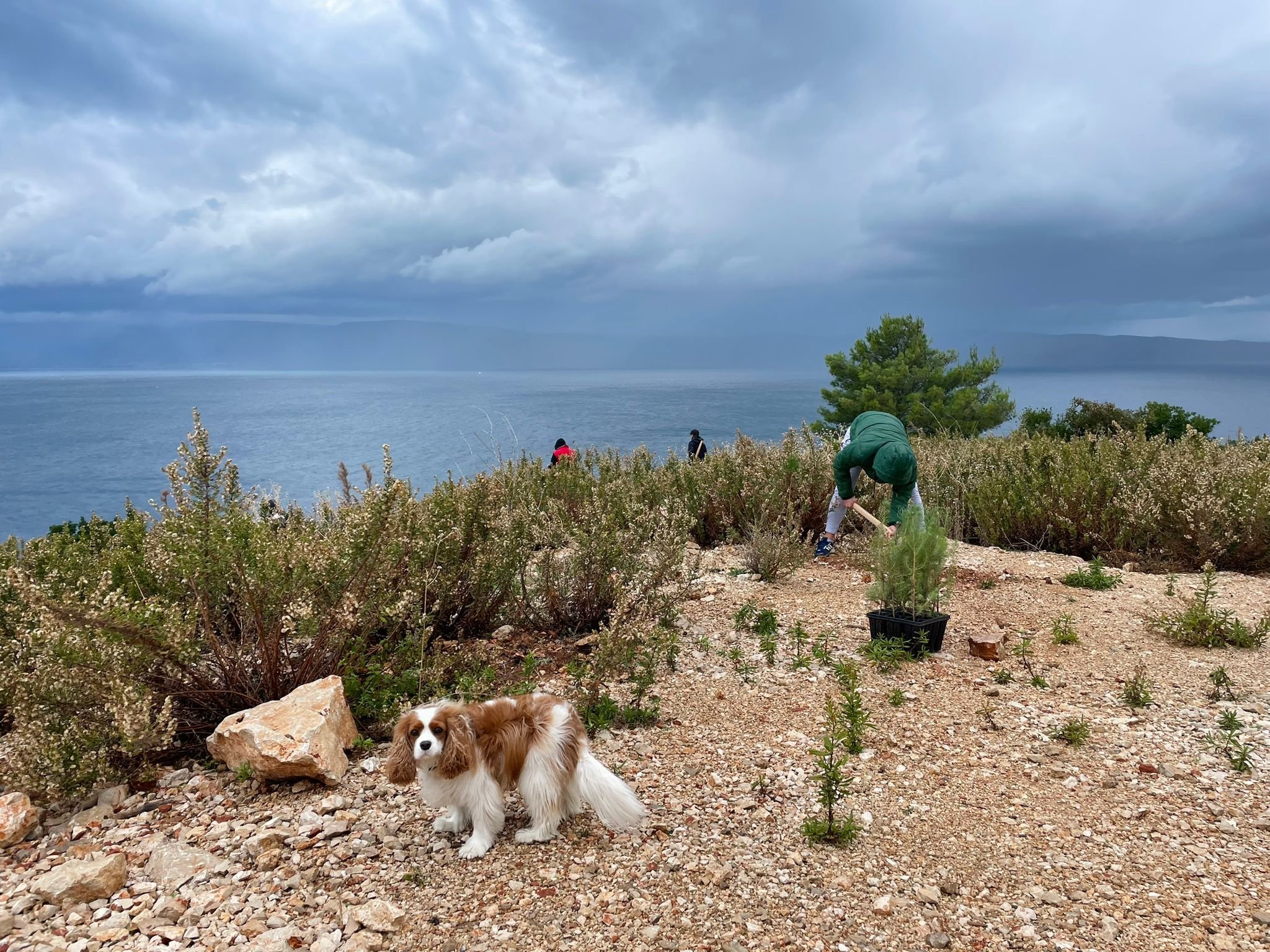 Villas Hvar planting trees