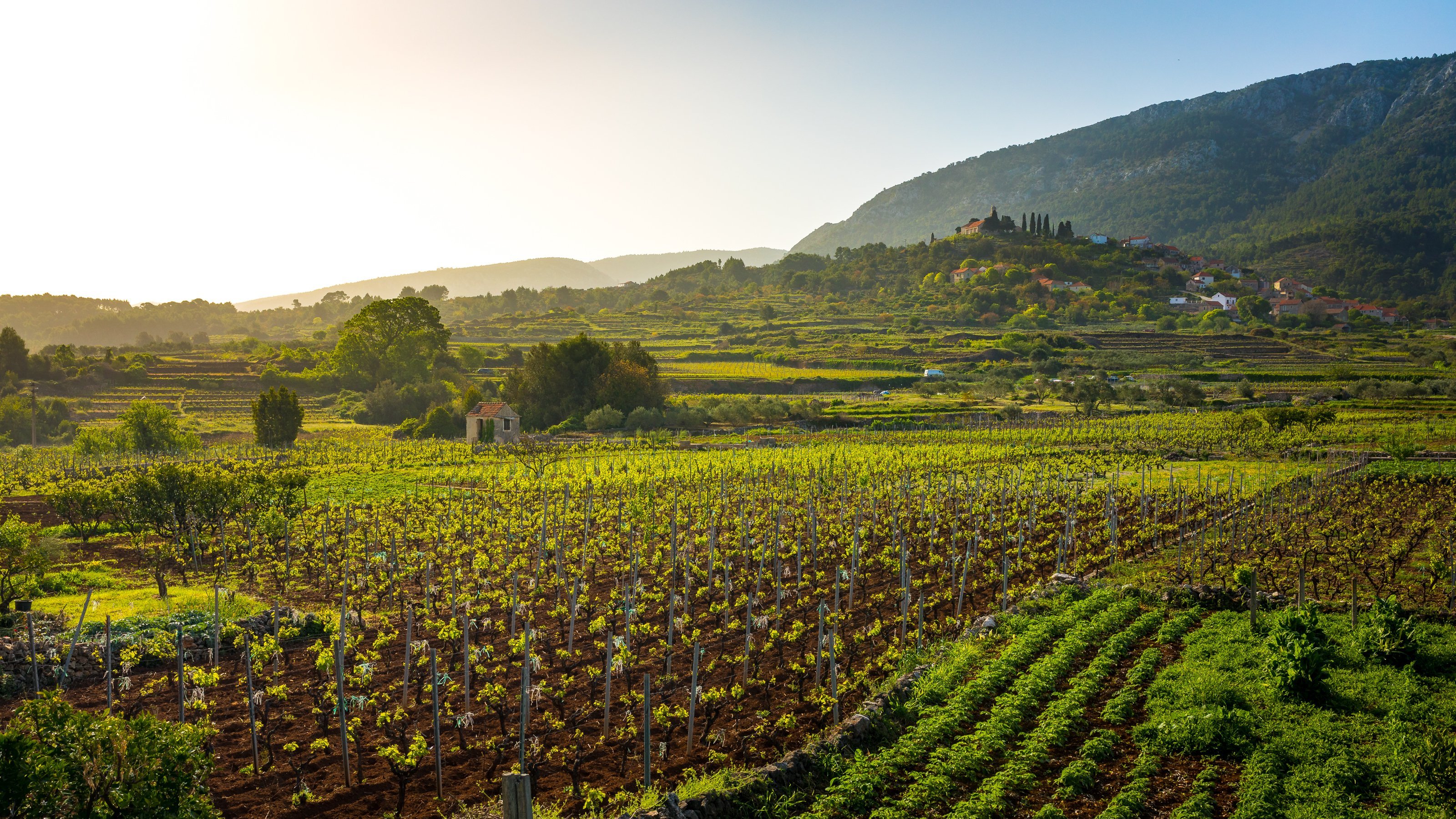 vineyards