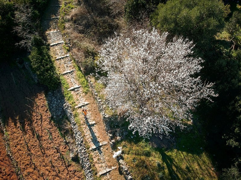 cherry blossom